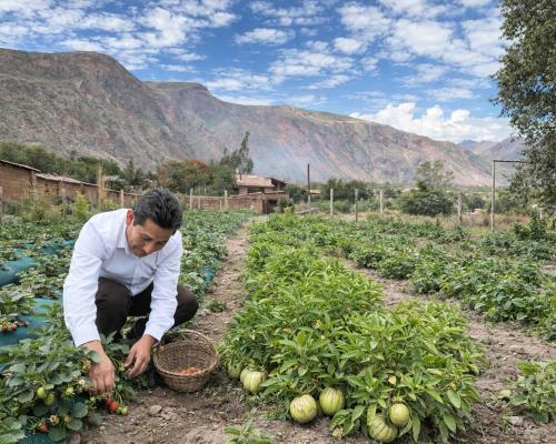 Huerto en Urubamba